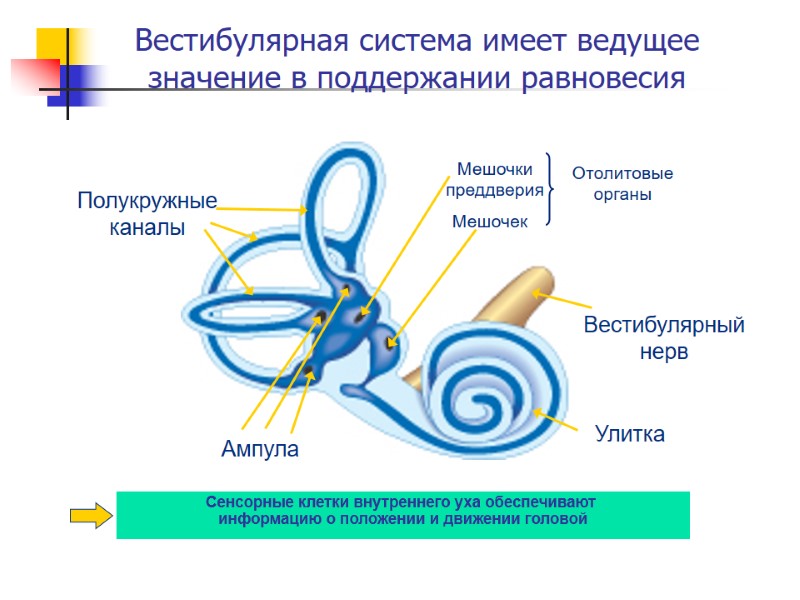 Вестибулярная система имеет ведущее значение в поддержании равновесия Мешочек Полукружные каналы Мешочки преддверия Ампула